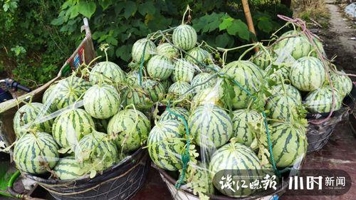 定州翰林城吃瓜,瓜田里的繁华盛景