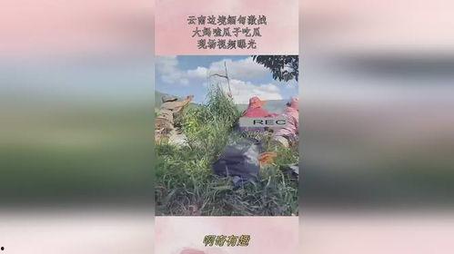 缅甸边界大妈吃瓜,一窥边境线上的悠闲时光