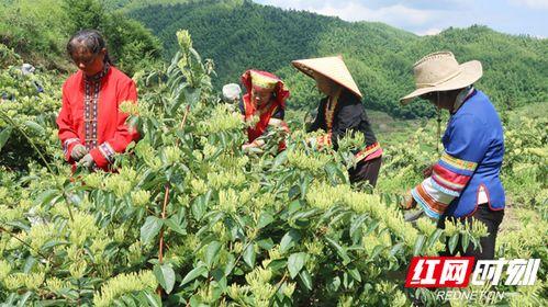 今日头条采摘金花,今日头条带你领略采摘乐趣
