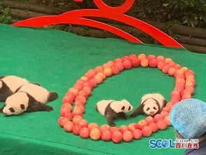 网红爽得嗷嗷叫,揭秘网络红人的快乐源泉