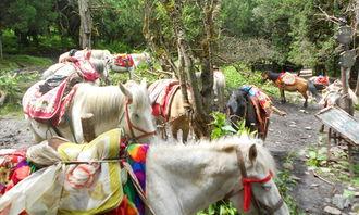 四姑娘吃瓜,四姑娘的瓜田奇遇记