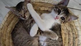 田园猫吃瓜,田园猫的悠闲瓜趣时光