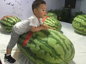 小区吃瓜事件,小区吃瓜事件背后的真相揭秘